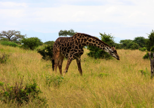 Giraffe In The Wild