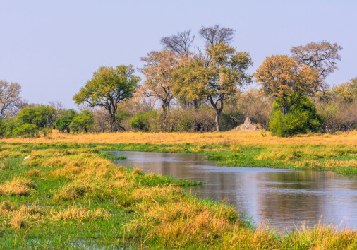 Botswana.,okavango,delta.,khwai,concession.,riparian,forest.