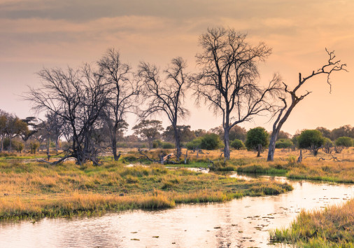Botswana.,okavango,delta.,khwai,concession.,a,small,stream,at,sunrise.