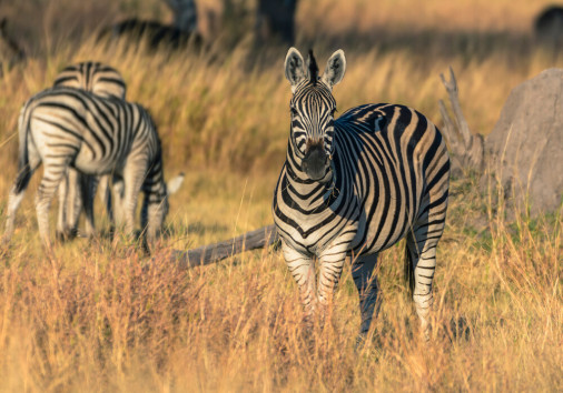 Botswana.,okavango,delta.,khwai,concession.,burchell's,zebra,(equus,quagga,burchellii).