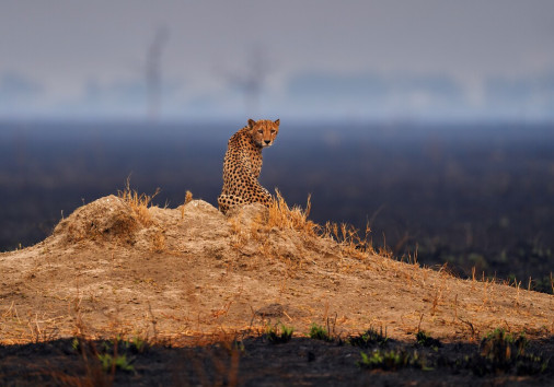 Cheetah,,fire,burned,destroyed,savannah.,animal,in,fire,burnt,place,