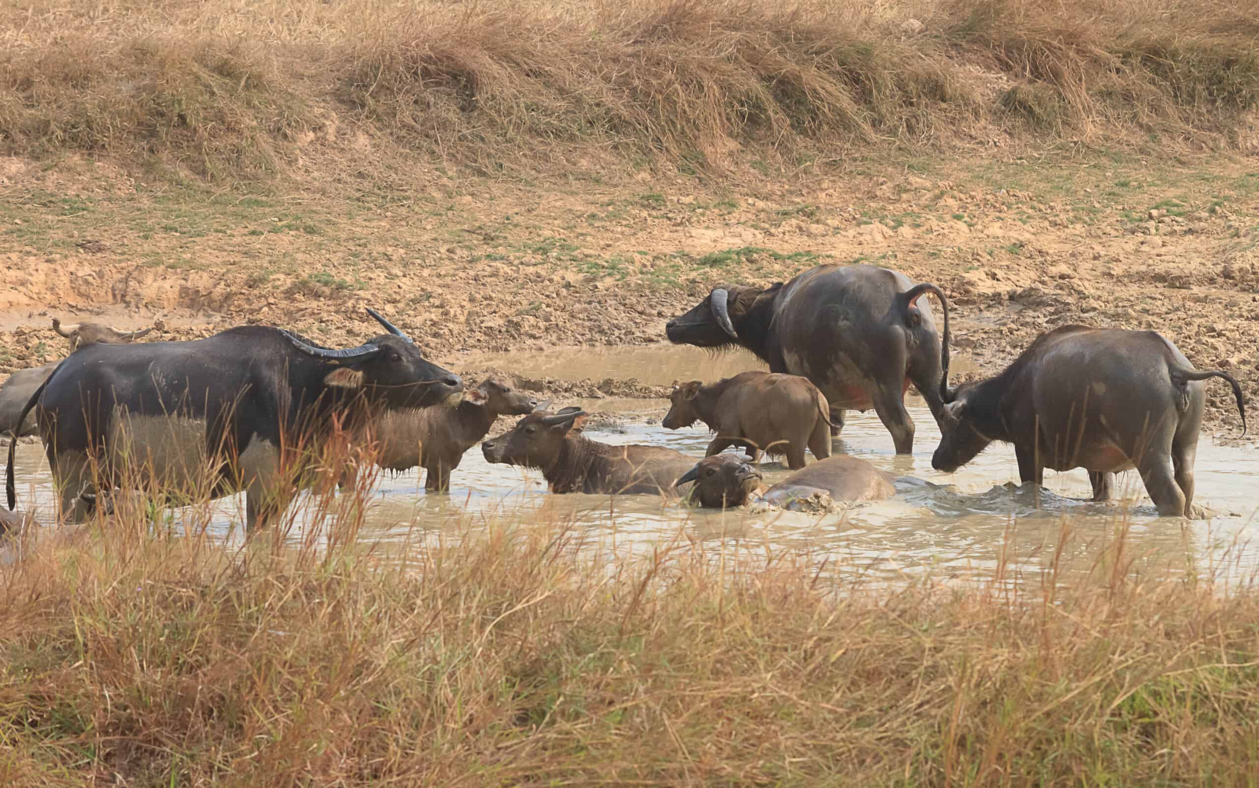 Buffalos