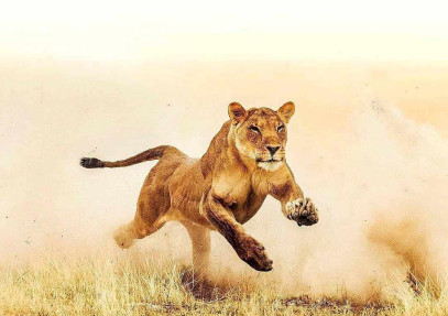 5 Days Great Migration Safari Calving Season