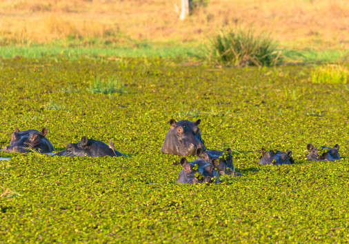Botswana.,okavango,delta.,khwai,concession.,herd,of,hippos,(hippopotamus,amphibius)