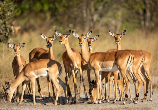 Group,of,female,impalas,and,two,young,standing,together,in