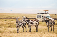 3 Days Unforgettable Serengeti Mid-Range Lodge Safari