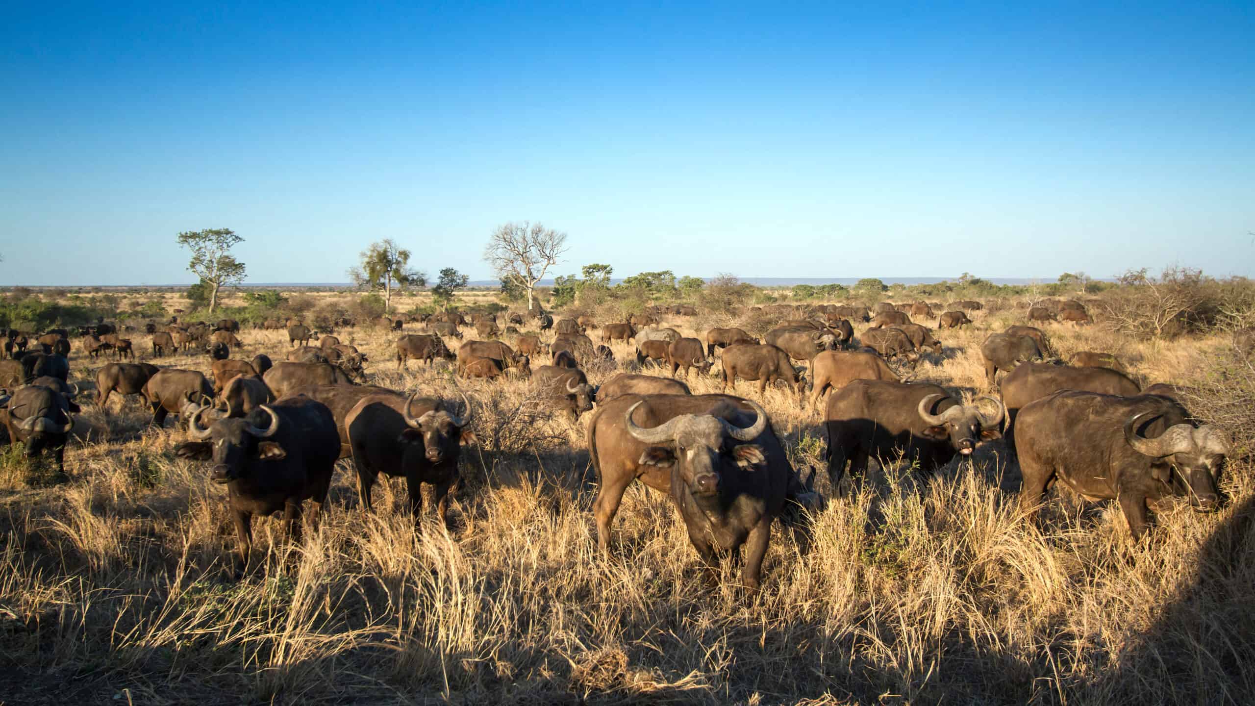 Buffle D'afrique