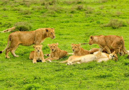 Herd Of Lions