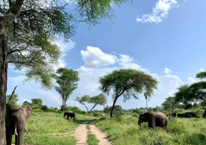 5 Days Tarangire, Manyara, Serengeti & Ngorongoro Safari