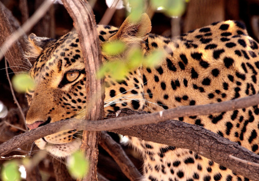 Leopard,in,the,branches, ,chobe,national,park,,botswana,,09/03/2013.