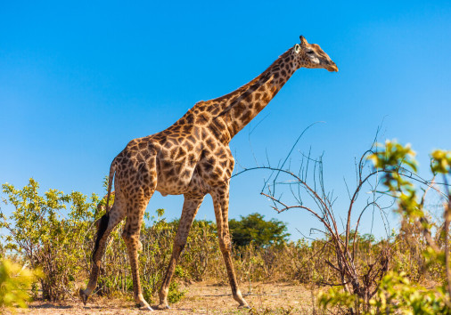 Giraffe,(giraffa,camelopardalis),walking,,chobe,national,park