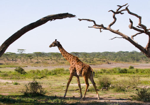 Portrait Of A Giraffe. Kenya. Tanzania. East Africa. An Excellent Illustration.
