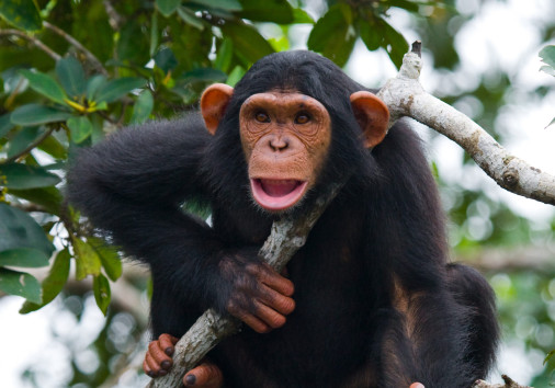 63324564 L Normal None