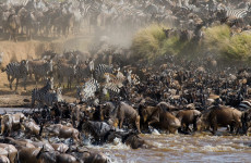 4 Days Fly-in Serengeti Migration & Mara River Crossing