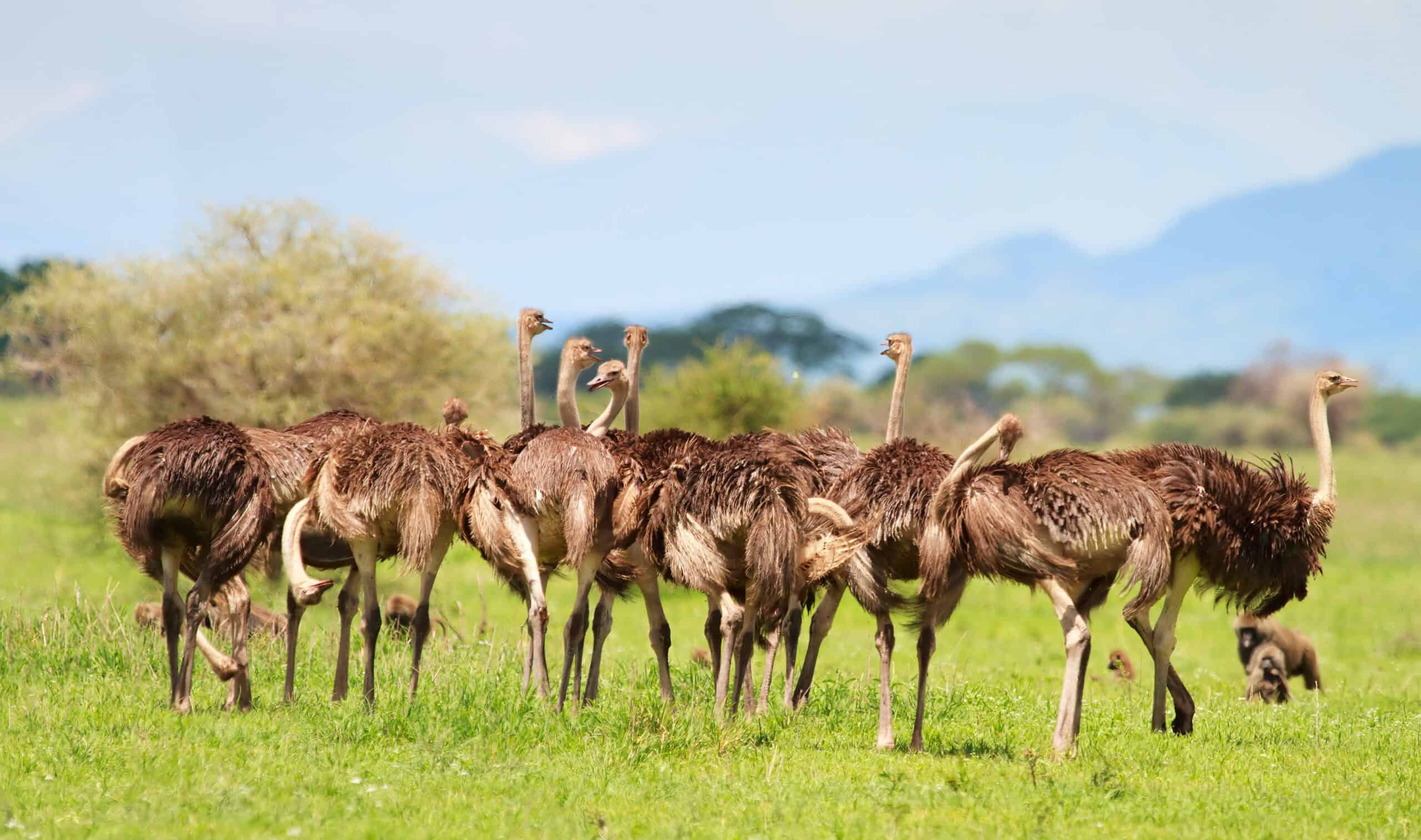 Ostrich Family In Serengeti National Park In Tanzania
