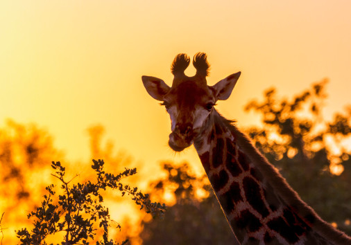Girafe