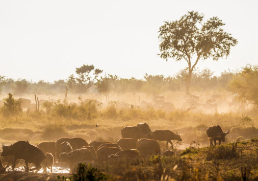 Buffle D'afrique