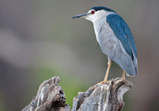 Black Crowned,night,heron,,chobe,national,park,,botswana