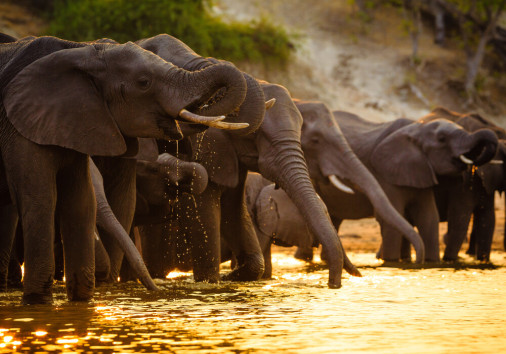 Elephants,in,chobe,national,park, ,botswana