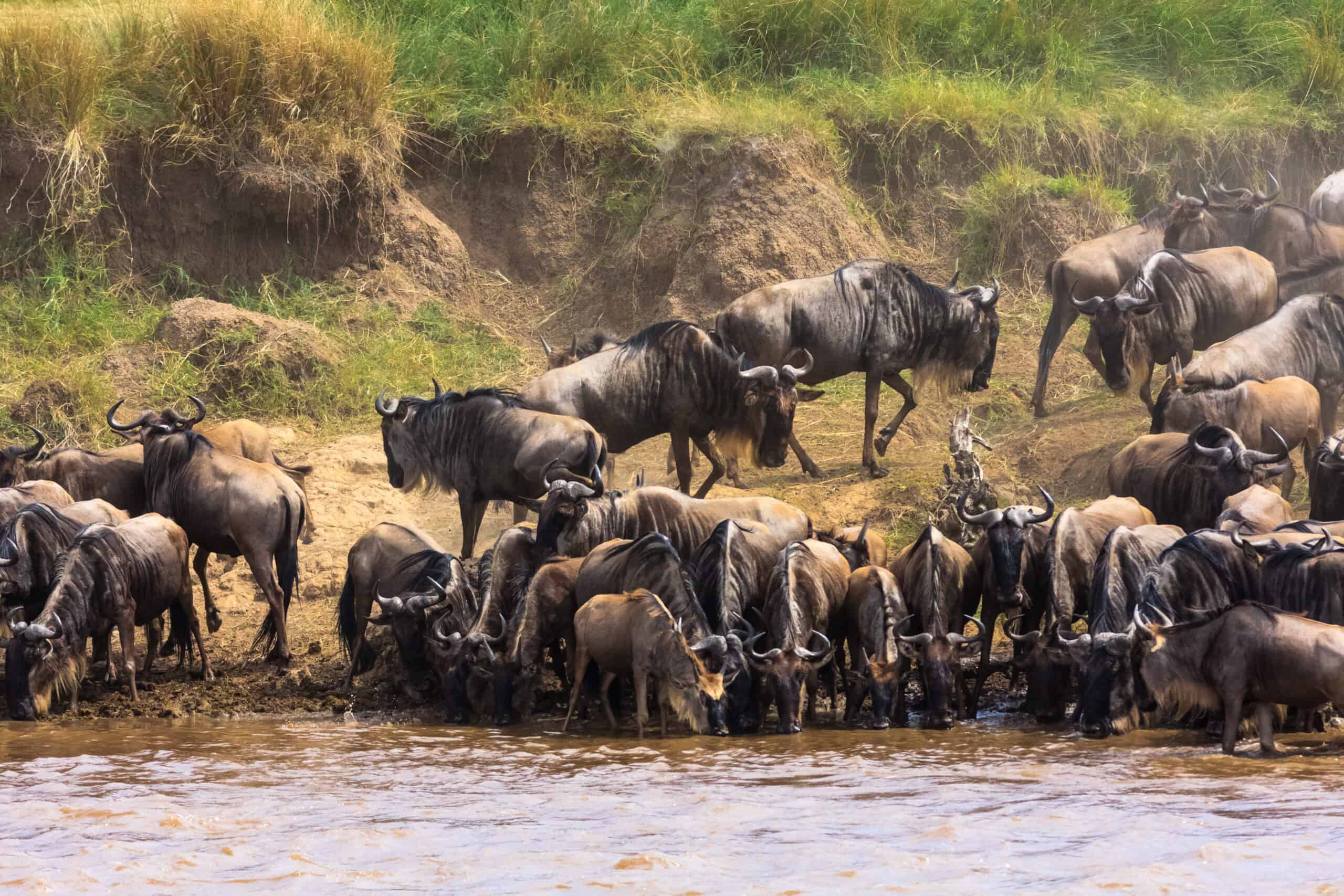 Herds Of Wildebeest On Mara River. Kenya, Africa