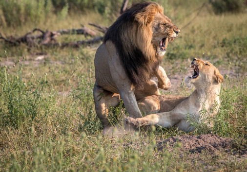 Two Lions Busy Mating In The Grass.