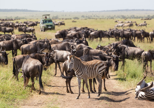 Wildebeests And Zebras Grazing In Serengeti National Park In Tanzania, East Africa.
