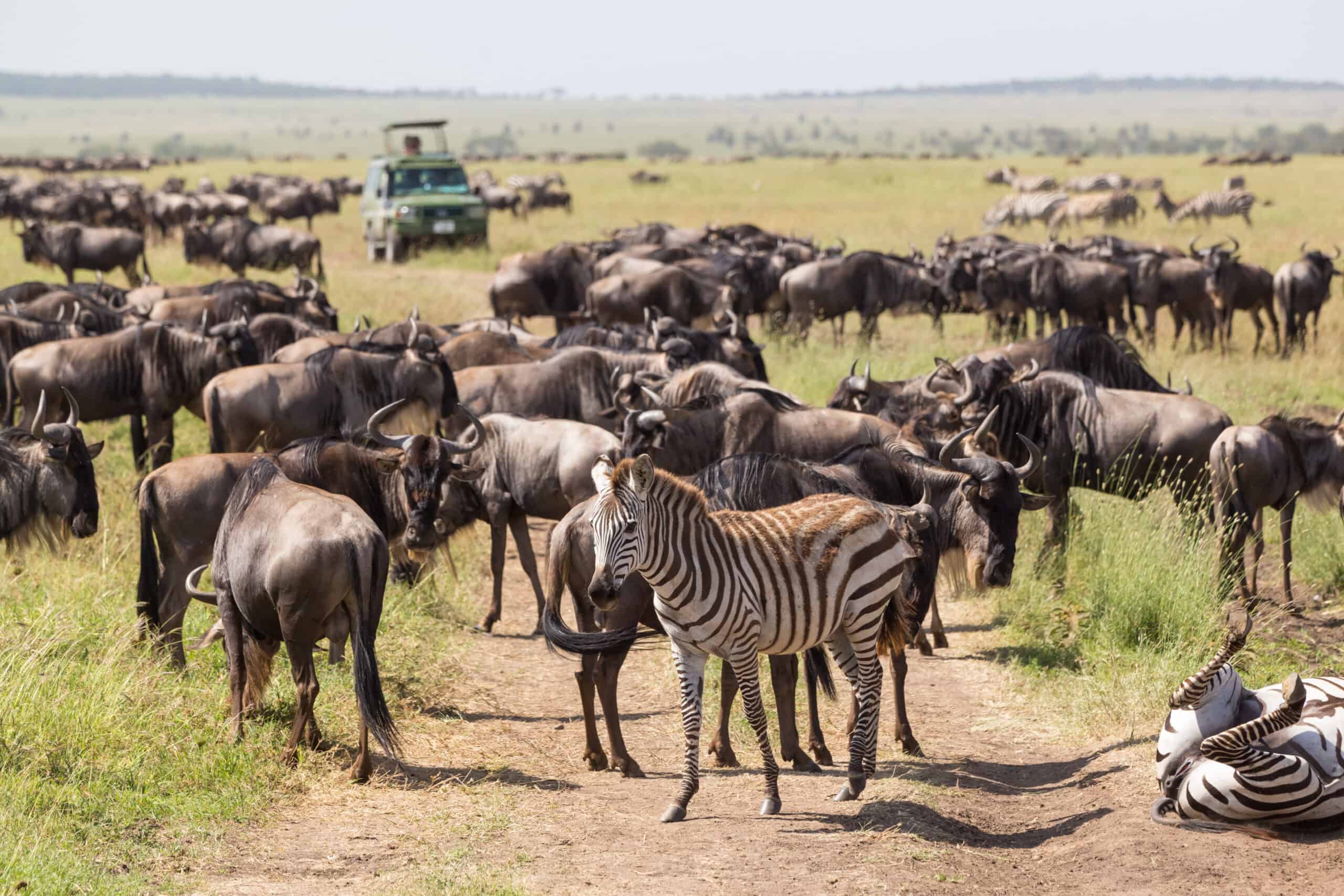 Wildebeests And Zebras Grazing In Serengeti National Park In Tanzania, East Africa.