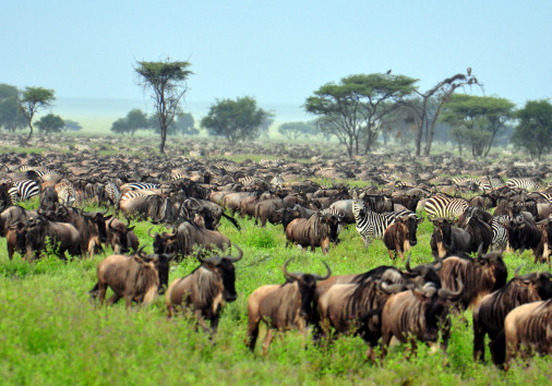 The Great Migration. Serengeti National Park, Tanzania