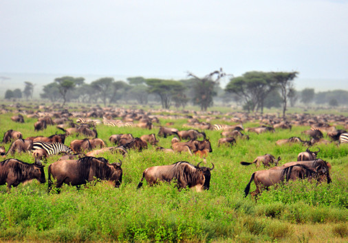The Great Migration. Serengeti National Park, Tanzania
