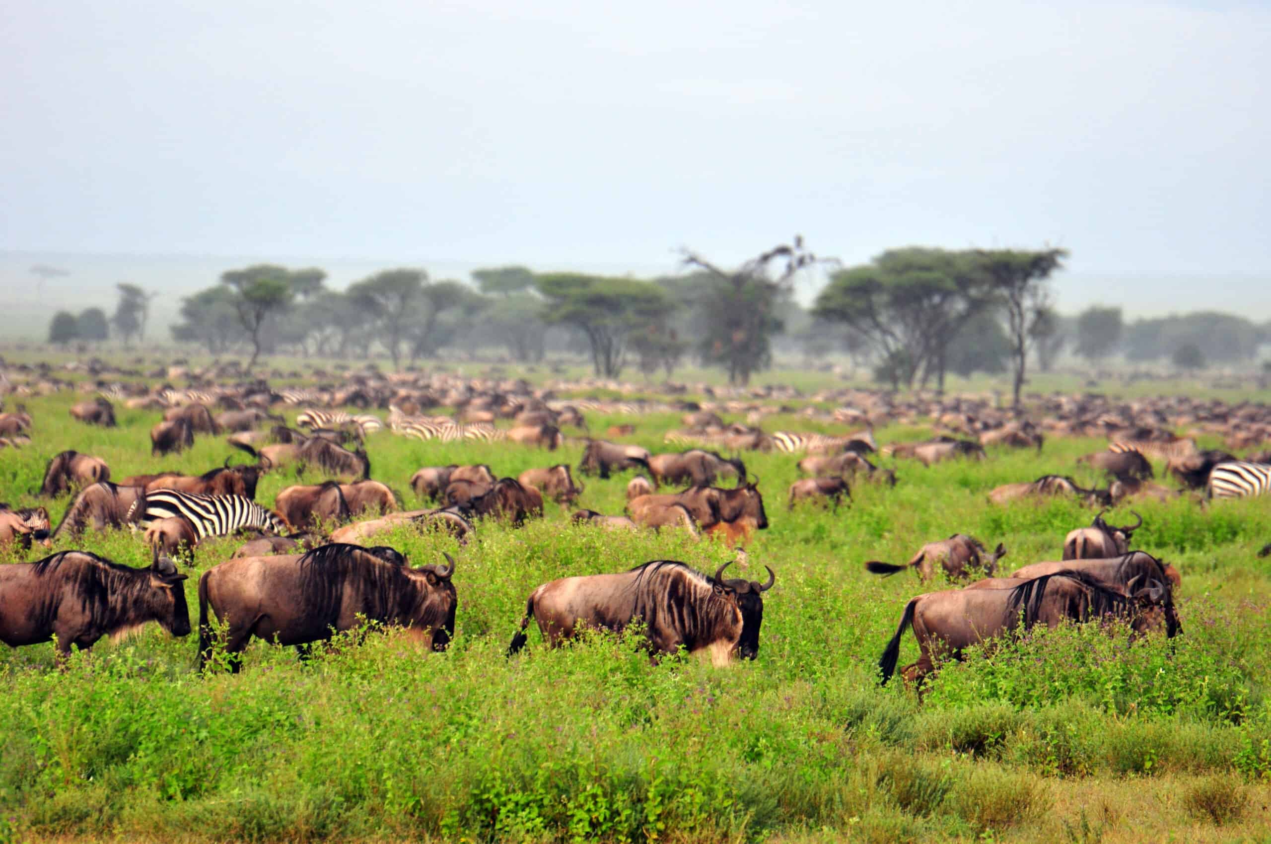 The Great Migration. Serengeti National Park, Tanzania