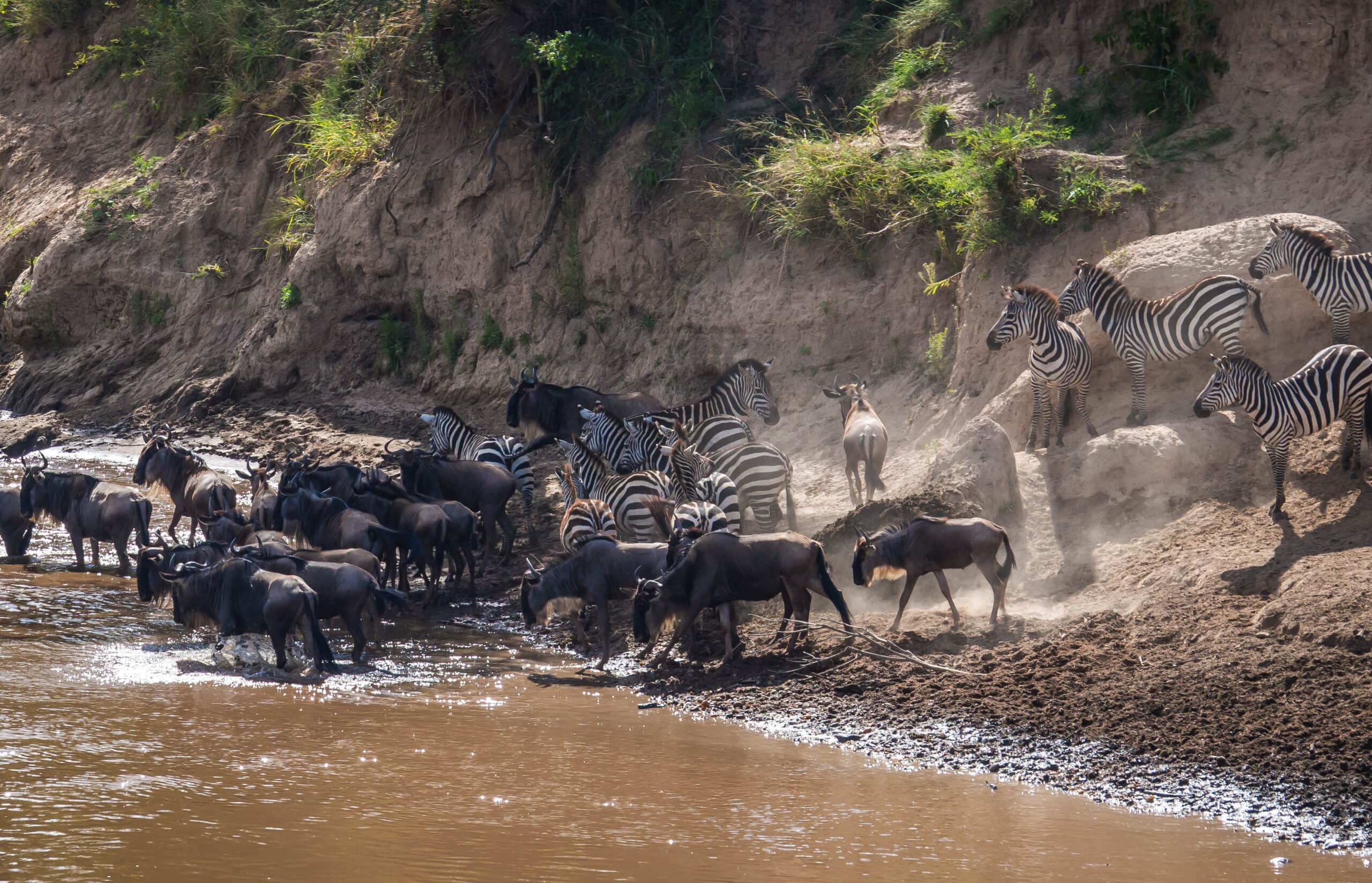Zebras And Wildebeest During Migration From Serengeti To Masai M