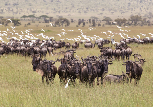 Wildebeests Grazing In Serengeti National Park In Tanzania, East Africa.