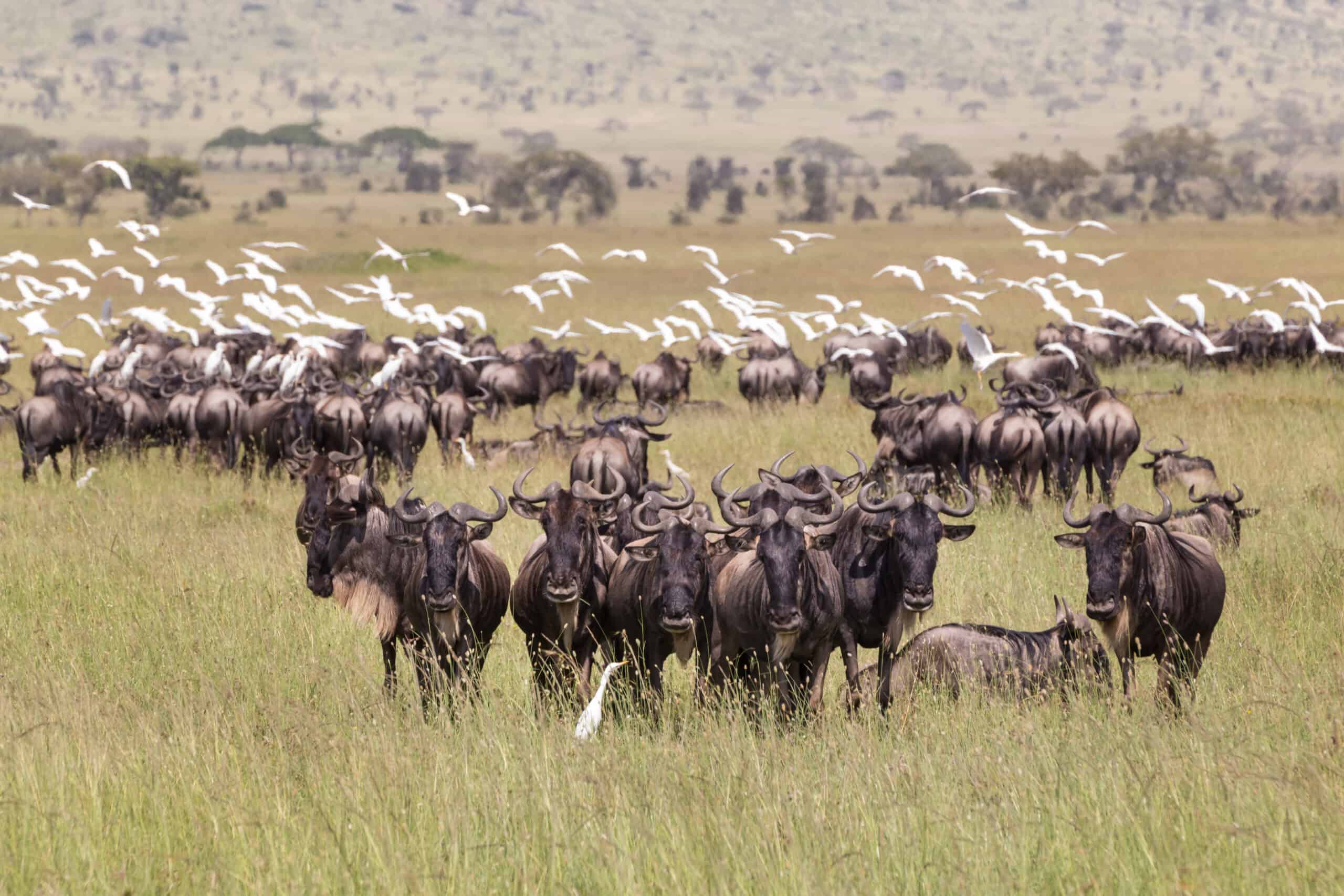 Wildebeests Grazing In Serengeti National Park In Tanzania, East Africa.