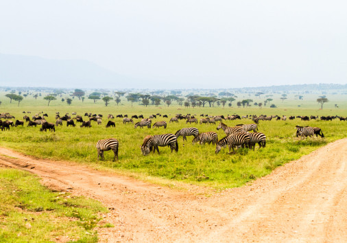 Field With Zebras And Blue Wildebeest