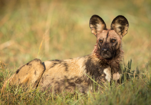 African,wild,dog,after,feeding,in,the,khwai,reserve,in