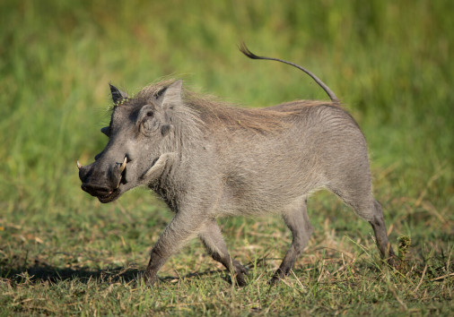 Adult,warthog,running,in,khwai,reserve,in,botswana