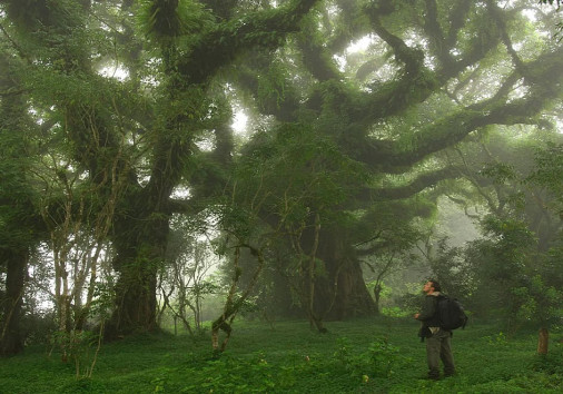 Harenna Forest Bale Mountains Outstanding