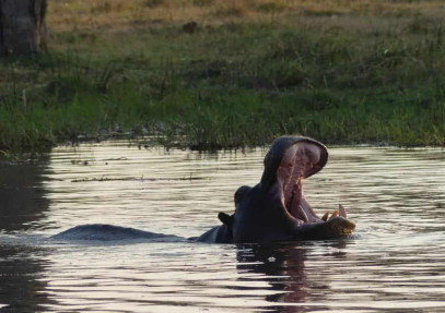 11-Day Hippo Camping Safari