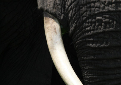7-Day Big 5 Private with Walking Safari