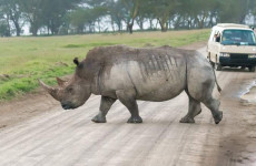 5 Days Lake Naivasha, Lake Nakuru and Masai Mara Safari