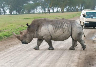 5 Days Lake Naivasha, Lake Nakuru and Masai Mara Safari