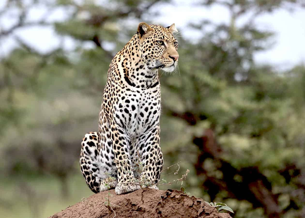 Leopard Mara