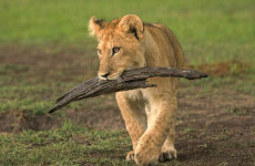 4 Days Masai Mara and Lake Nakuru Safari