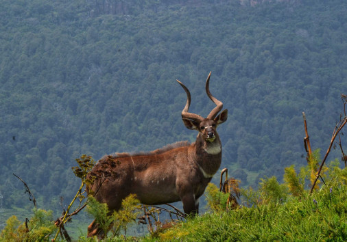 Mountain Nyala Bale Mountains Eco Trekking