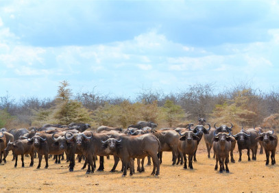 5 Days Safari to Mikumi & Nyerere National Parks