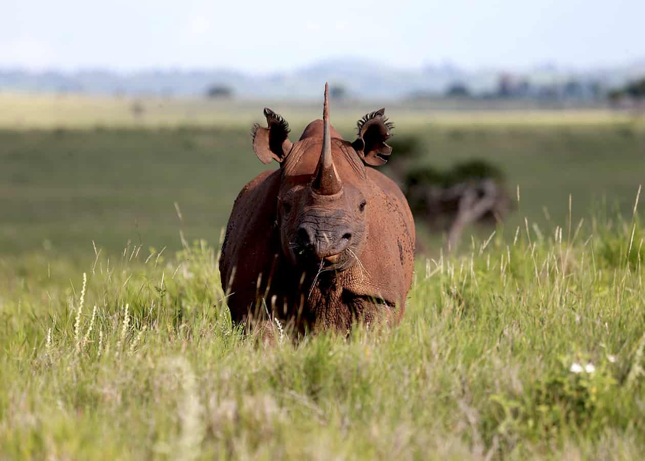 Rhino Kenya