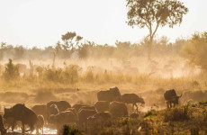 3 Days Nyerere National Park Safari Southern Tanzania