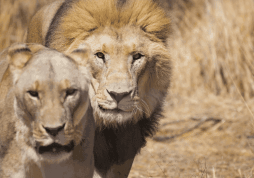 Lion