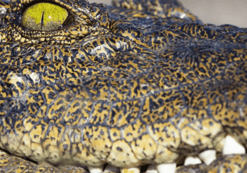 Crocodile