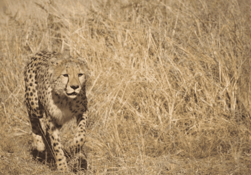 Cheetah